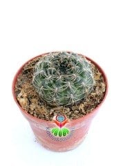 Sulcorebutia Canigueralii var.Aapplanata -Kırmızı Renk Çiçek Açar 8 cm saksıda-Koleksiyonluk Kaktüs Çeşidi