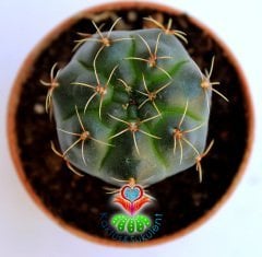 Kaktüs,Gymnocalycium Baldianum- Kırmızı Renk Çiçek Açar-5,5 cm Saksıda-Nadir Tür