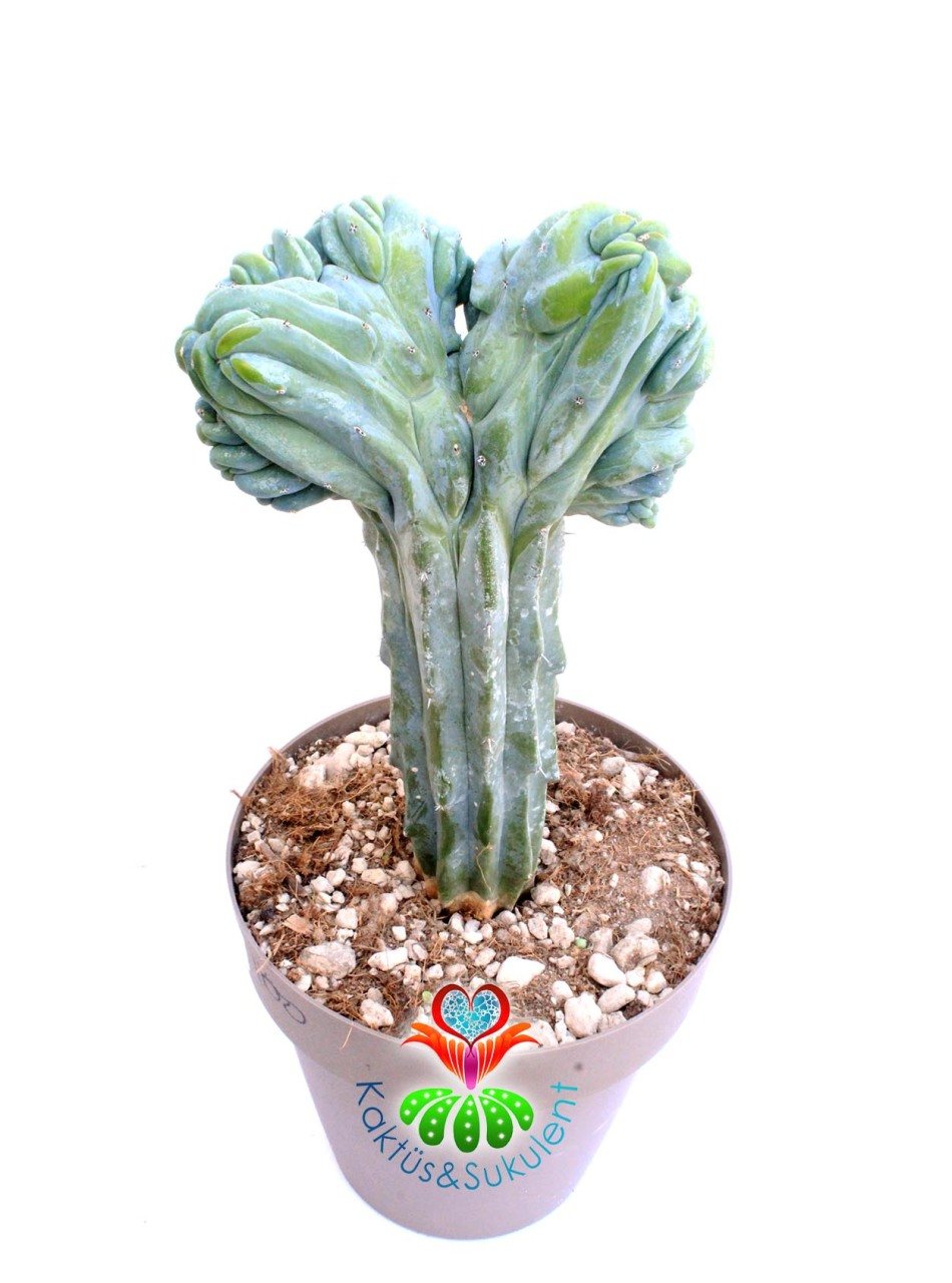 Myrtillocactus Geometrizans Cristata Sıradışı Formda 17 cm Saksılı 20 cm Boy Nadir Tür