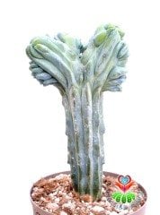 Myrtillocactus Geometrizans Cristata Sıradışı Formda 17 cm Saksılı 20 cm Boy Nadir Tür