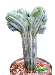 Myrtillocactus Geometrizans Cristata Sıradışı Formda 17 cm Saksılı 20 cm Boy Nadir Tür