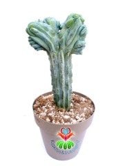 Myrtillocactus Geometrizans Cristata Sıradışı Formda 17 cm Saksılı 20 cm Boy Nadir Tür