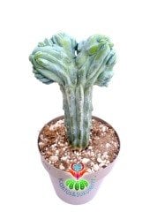 Myrtillocactus Geometrizans Cristata Sıradışı Formda 17 cm Saksılı 20 cm Boy Nadir Tür