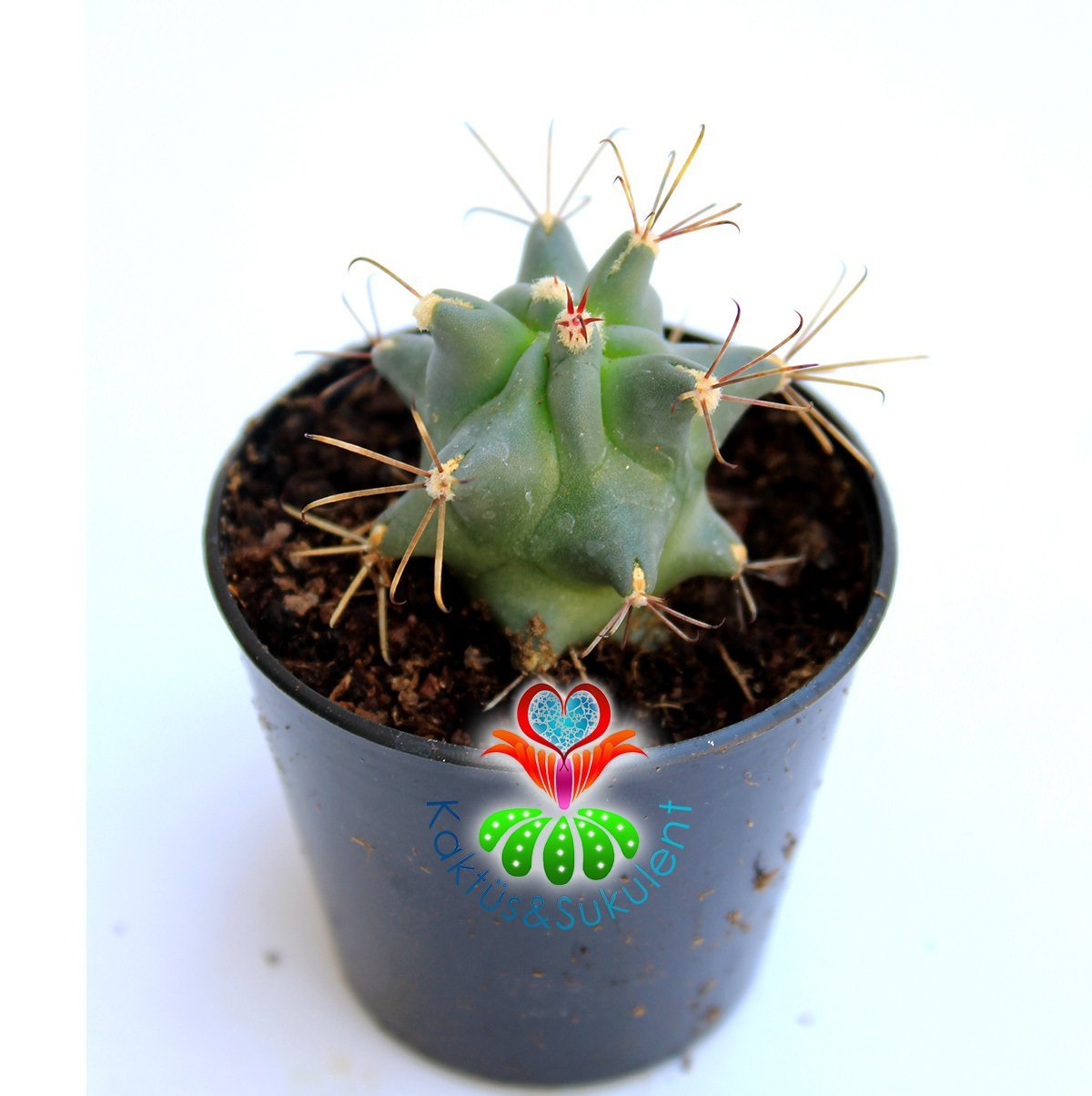 Varil Kaktüs, Ferocactus Covillei-Kıvrımlı Mükemmel Kırmızı Dikenli-5,5 cm saksıda-Teraryum,Sukulent