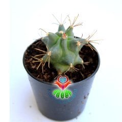 Varil Kaktüs, Ferocactus Covillei-Kıvrımlı Mükemmel Kırmızı Dikenli-5,5 cm saksıda-Teraryum,Sukulent