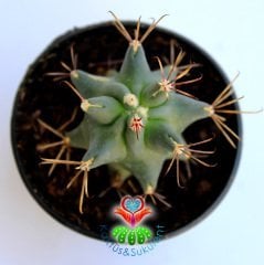 Varil Kaktüs, Ferocactus Covillei-Kıvrımlı Mükemmel Kırmızı Dikenli-5,5 cm saksıda-Teraryum,Sukulent