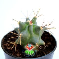 Varil Kaktüs, Ferocactus Covillei-Kıvrımlı Mükemmel Kırmızı Dikenli-5,5 cm saksıda-Teraryum,Sukulent
