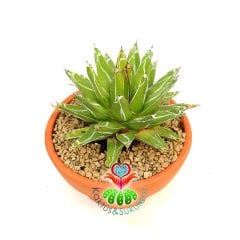 Agave Victoriae Reginae 23 cm Seramik Saksılı Yetişkin Boy