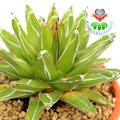 Agave Victoriae Reginae 23 cm Seramik Saksılı Yetişkin Boy