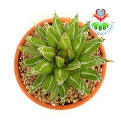 Agave Victoriae Reginae 23 cm Seramik Saksılı Yetişkin Boy