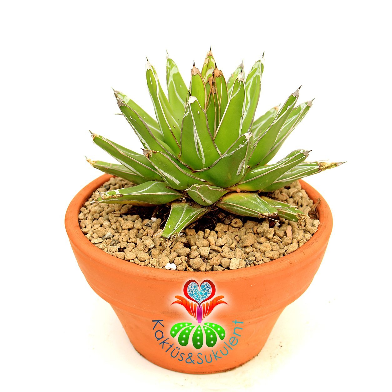 Agave Victoriae Reginae 23 cm Seramik Saksılı Yetişkin Boy