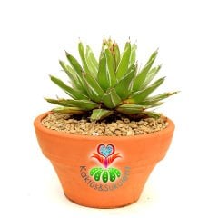 Agave Victoriae Reginae 23 cm Seramik Saksılı Yetişkin Boy