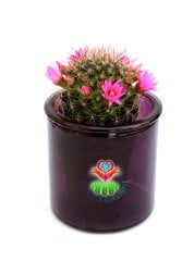 Mammillaria Polythele-Çiçeği Üzerinde 7 cm Cam Saksıda ve 5 Renk Seçeneği