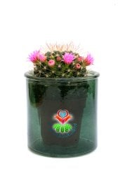Mammillaria Polythele-Çiçeği Üzerinde 7 cm Cam Saksıda ve 5 Renk Seçeneği