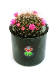 Mammillaria Polythele-Çiçeği Üzerinde 7 cm Cam Saksıda ve 5 Renk Seçeneği