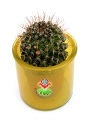 Mammillaria Polythele-Çiçeği Üzerinde 7 cm Cam Saksıda ve 5 Renk Seçeneği