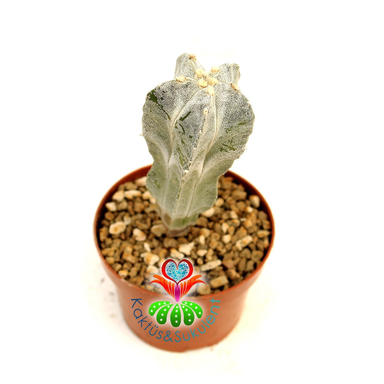 Astrophytum Myriostigma Columnare 8 cm Saksı 15 cm Boy Yetişkin Astrophytum