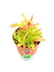 Sukulent,Crassula Capitella 'Campfire' -Kamp Ateşi-Yaprakları-Kızarır-Turunculaşır -8 cm saksıda
