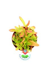 Sukulent,Crassula Capitella 'Campfire' -Kamp Ateşi-Yaprakları-Kızarır-Turunculaşır -8 cm saksıda