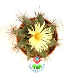 Astrophytum Ornatum 17 cm Saksılı min.saksı ile 40 cm boy Yetişkin Sınırlı Sayıda