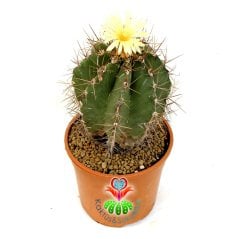 Astrophytum Ornatum 17 cm Saksılı min.saksı ile 40 cm boy Yetişkin Sınırlı Sayıda