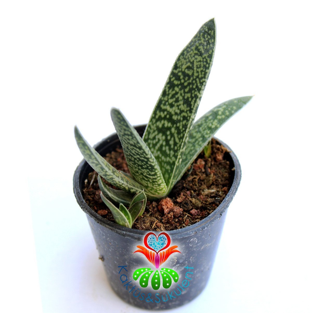 Sukulent,Gasteria Gracilis-Sert Yapraklı Çok Dayanıklı Tür-5,5 cm saksıda-Teraryum-Kaktüs