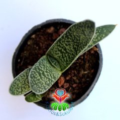 Sukulent,Gasteria Gracilis-Sert Yapraklı Çok Dayanıklı Tür-5,5 cm saksıda-Teraryum-Kaktüs