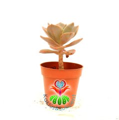 Echeveria Brown Rose 8 cm Saksılı Nadir Tür Sukulent