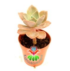 Echeveria Brown Rose 8 cm Saksılı Nadir Tür Sukulent