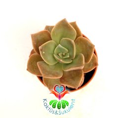 Echeveria Brown Rose 8 cm Saksılı Nadir Tür Sukulent