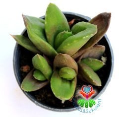 Sukulent,Gasteria Glomerata-Sert Yapraklı Çok Dayanıklı Tür-5,5 cm saksıda-Teraryum-Kaktüs