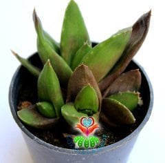 Sukulent,Gasteria Glomerata-Sert Yapraklı Çok Dayanıklı Tür-5,5 cm saksıda-Teraryum-Kaktüs