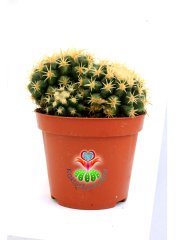 Altın Varil Kaktüs, Echinocactus Grusonii Intermedius-Minik Dikenli Özel Tür-12 cm Saksıda En Az Üçlü Formda