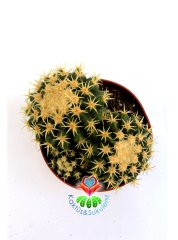 Altın Varil Kaktüs, Echinocactus Grusonii Intermedius-Minik Dikenli Özel Tür-12 cm Saksıda En Az Üçlü Formda
