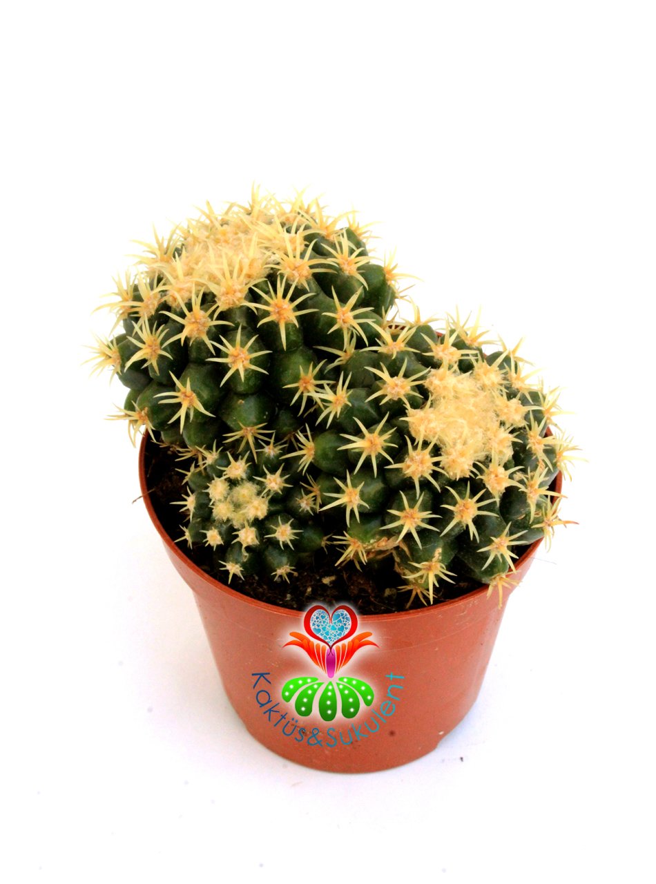 Altın Varil Kaktüs, Echinocactus Grusonii Intermedius-Minik Dikenli Özel Tür-12 cm Saksıda En Az Üçlü Formda