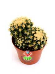 Altın Varil Kaktüs, Echinocactus Grusonii Intermedius-Minik Dikenli Özel Tür-12 cm Saksıda En Az Üçlü Formda