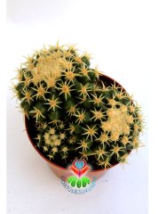 Altın Varil Kaktüs, Echinocactus Grusonii Intermedius-Minik Dikenli Özel Tür-12 cm Saksıda En Az Üçlü Formda