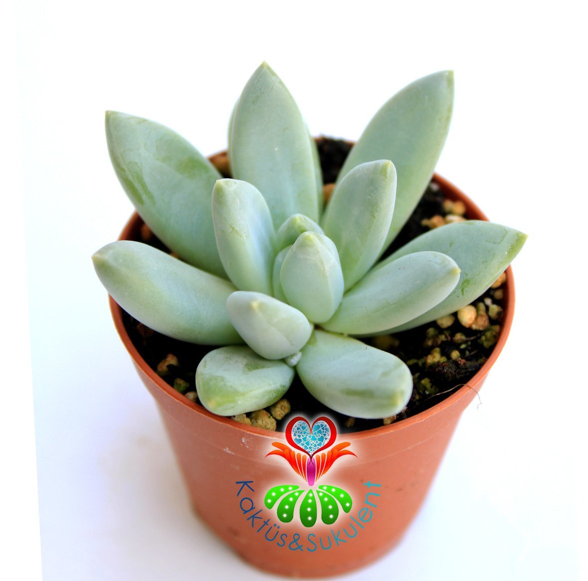 Sukulent,Pachyphytum Rzedowskii-Açık Mavi Yapraklı-5,5 cm saksıda-Teraryum-Kaktüs