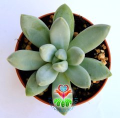 Sukulent,Pachyphytum Rzedowskii-Açık Mavi Yapraklı-5,5 cm saksıda-Teraryum-Kaktüs