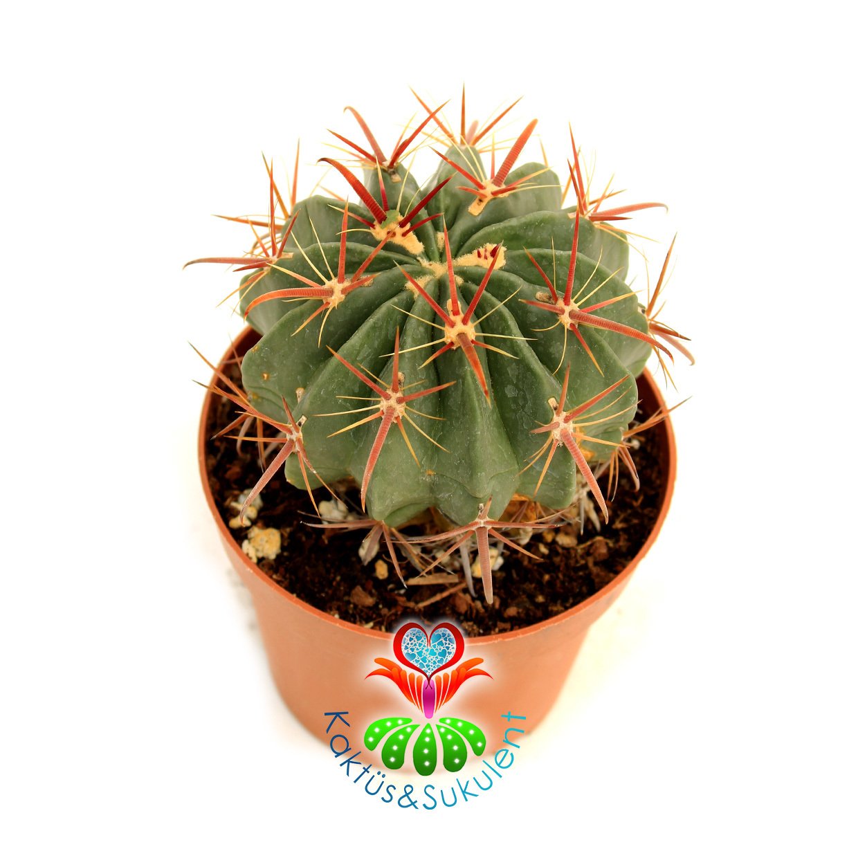 Ferocactus Cornigerus 8,5 cm saksılı Kırmızı dikenli kaktüs