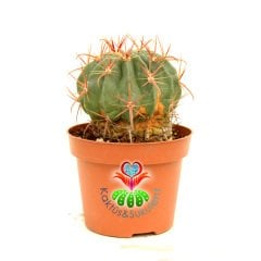 Ferocactus Cornigerus 8,5 cm saksılı Kırmızı dikenli kaktüs