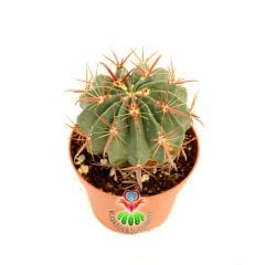 Ferocactus Cornigerus 8,5 cm saksılı Kırmızı dikenli kaktüs