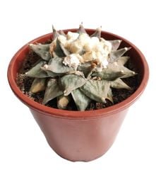 Ariocarpus Retusus 15 cm Saksıda 15 Yaşında Nadir Koleksiyon Ürünü Kaktüs