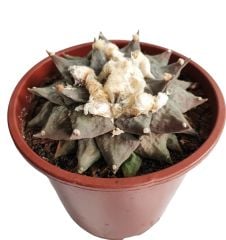 Ariocarpus Retusus 15 cm Saksıda 15 Yaşında Nadir Koleksiyon Ürünü Kaktüs