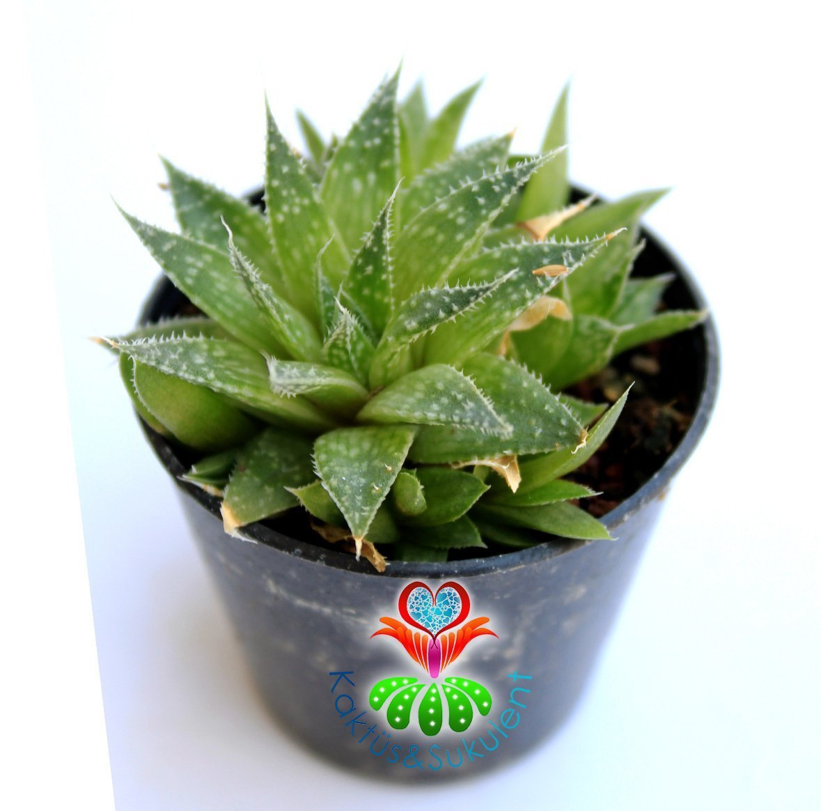 Sukulent, Aloe Aristata - Testere Çiçeği- 5,5 cm saksıda-Mükemmel formlu Suku,Teraryum,Kaktus