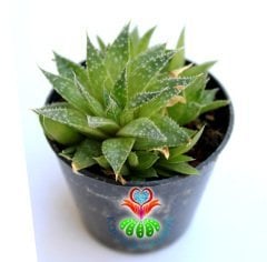 Sukulent, Aloe Aristata - Testere Çiçeği- 5,5 cm saksıda-Mükemmel formlu Suku,Teraryum,Kaktus