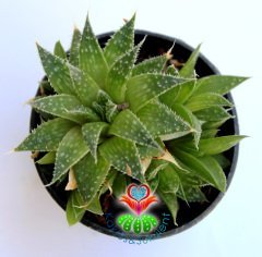 Sukulent, Aloe Aristata - Testere Çiçeği- 5,5 cm saksıda-Mükemmel formlu Suku,Teraryum,Kaktus