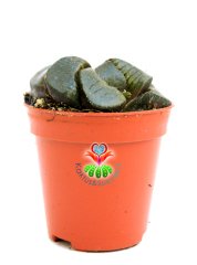 Haworthia Truncata Maughanii Nadir Sukulent Türü 5,5 cm Saksılı Şeffaf Yüzey