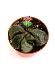 Haworthia Truncata Maughanii Nadir Sukulent Türü 5,5 cm Saksılı Şeffaf Yüzey