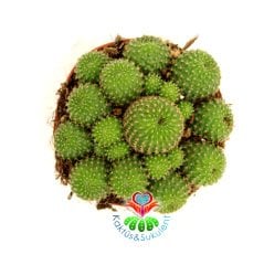 Rebutia Minuscula 8,5 cm Saksılı Bol Çiçek Açan Kaktüs